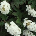 Hydrangea quercifolia fleur